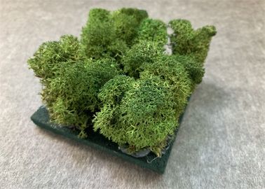 Doğa Moss Duvarlar Için 3d Akustik Duvar Panelleri Yeşil Bitki Dekorasyon Küf Geçirmez